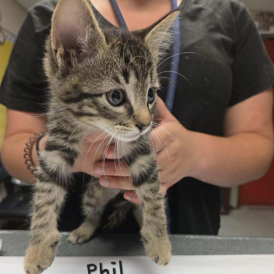 Enlarge Phil, a Adoptable Domestic Short Hair in Madison, WI image 3/4
