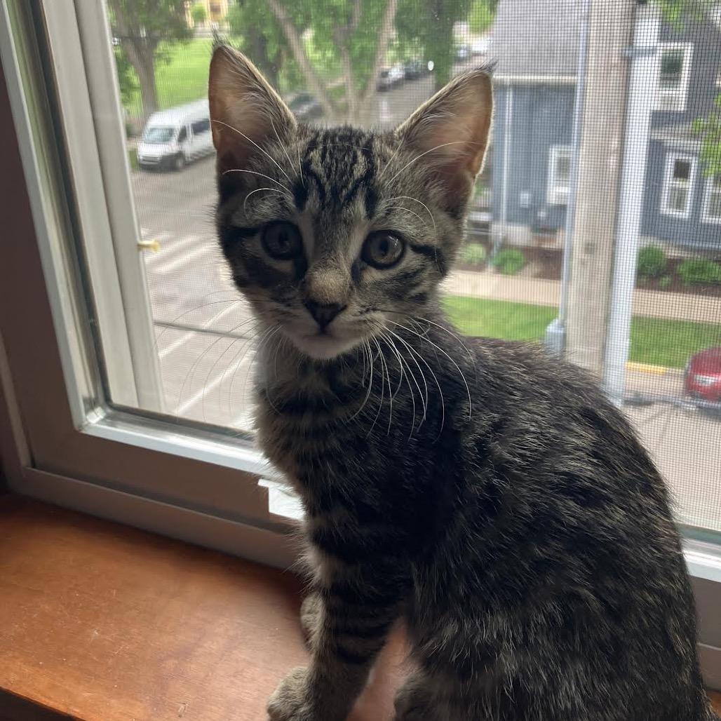 Enlarge Phil, a Adoptable Domestic Short Hair in Madison, WI image 4/4