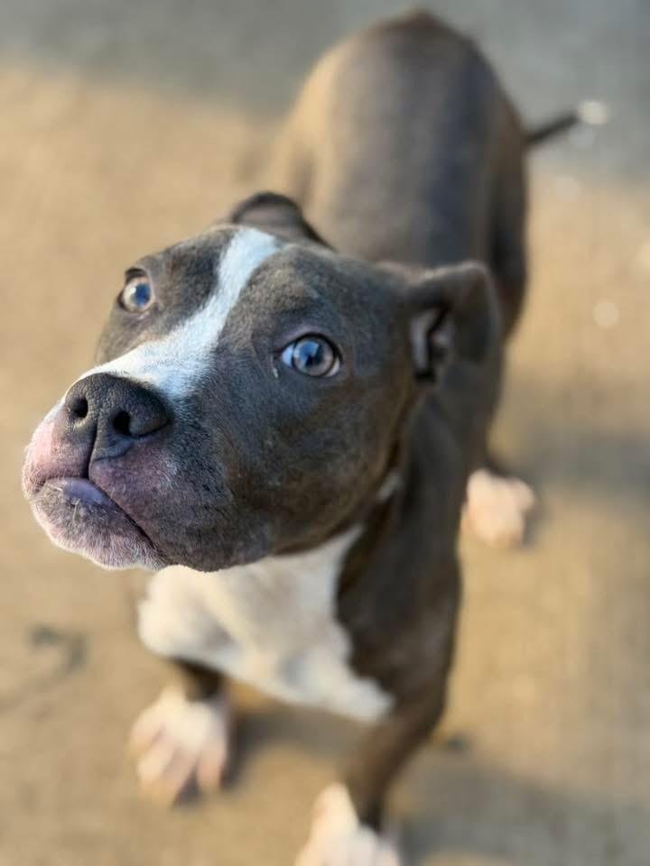 Enlarge Croissant, a Adopted American Staffordshire Terrier in Wheaton, IL image 1/4