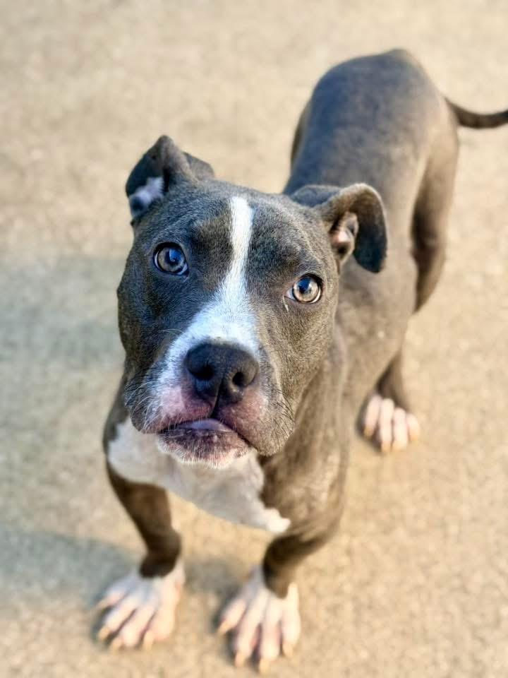 Enlarge Croissant, a Adopted American Staffordshire Terrier in Wheaton, IL image 2/4