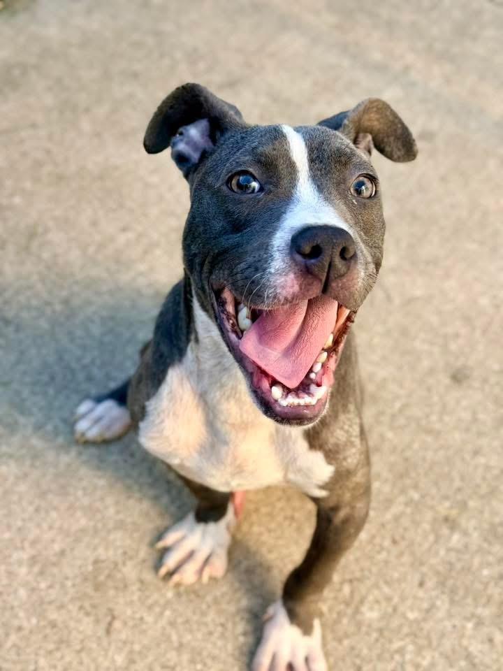 Enlarge Croissant, a Adopted American Staffordshire Terrier in Wheaton, IL image 3/4