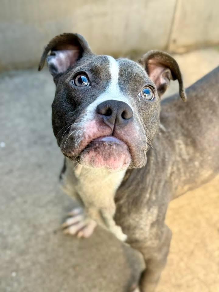 Enlarge Croissant, a Adopted American Staffordshire Terrier in Wheaton, IL image 4/4