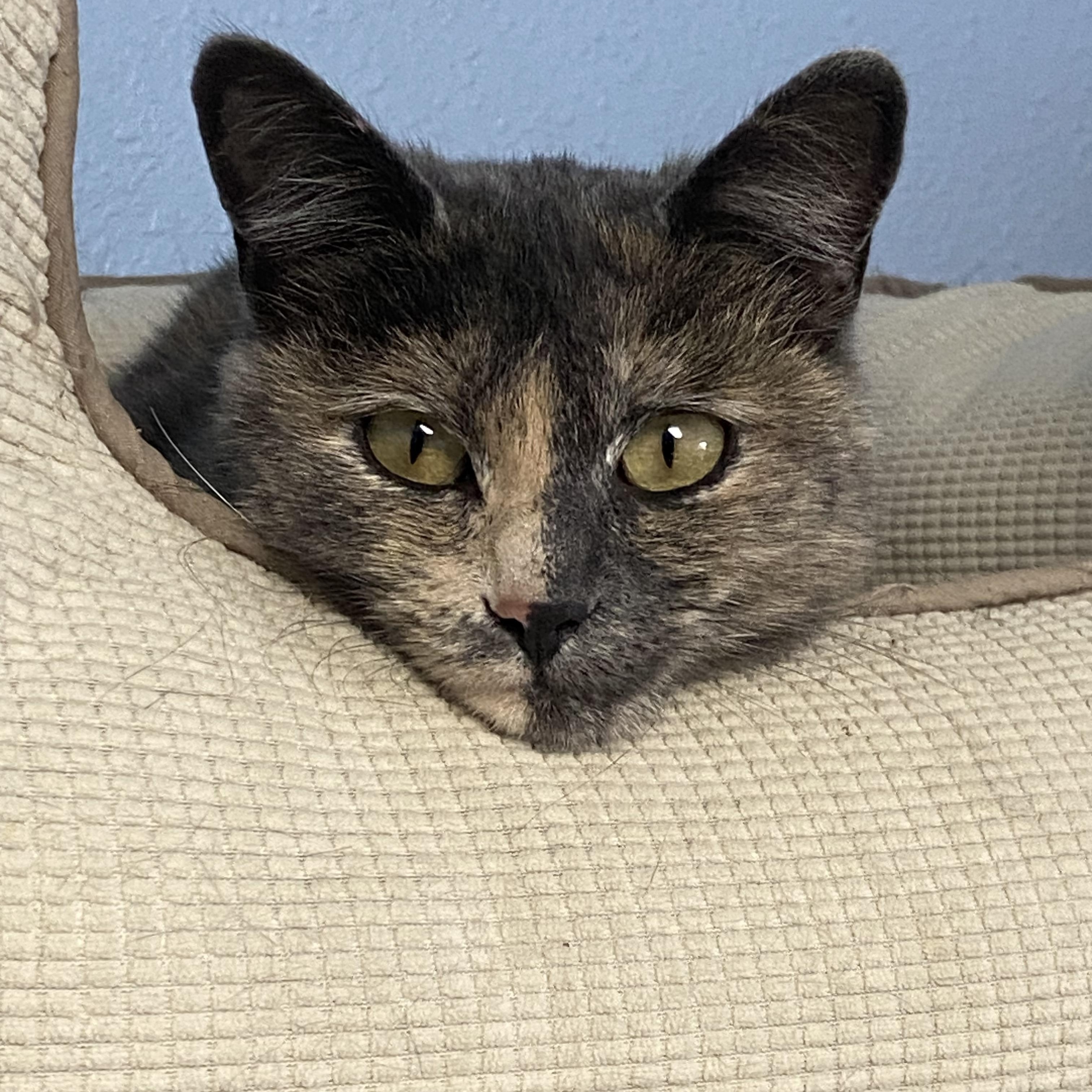 Dusty, a Adoptable Calico in Choteau, MT image 1/2