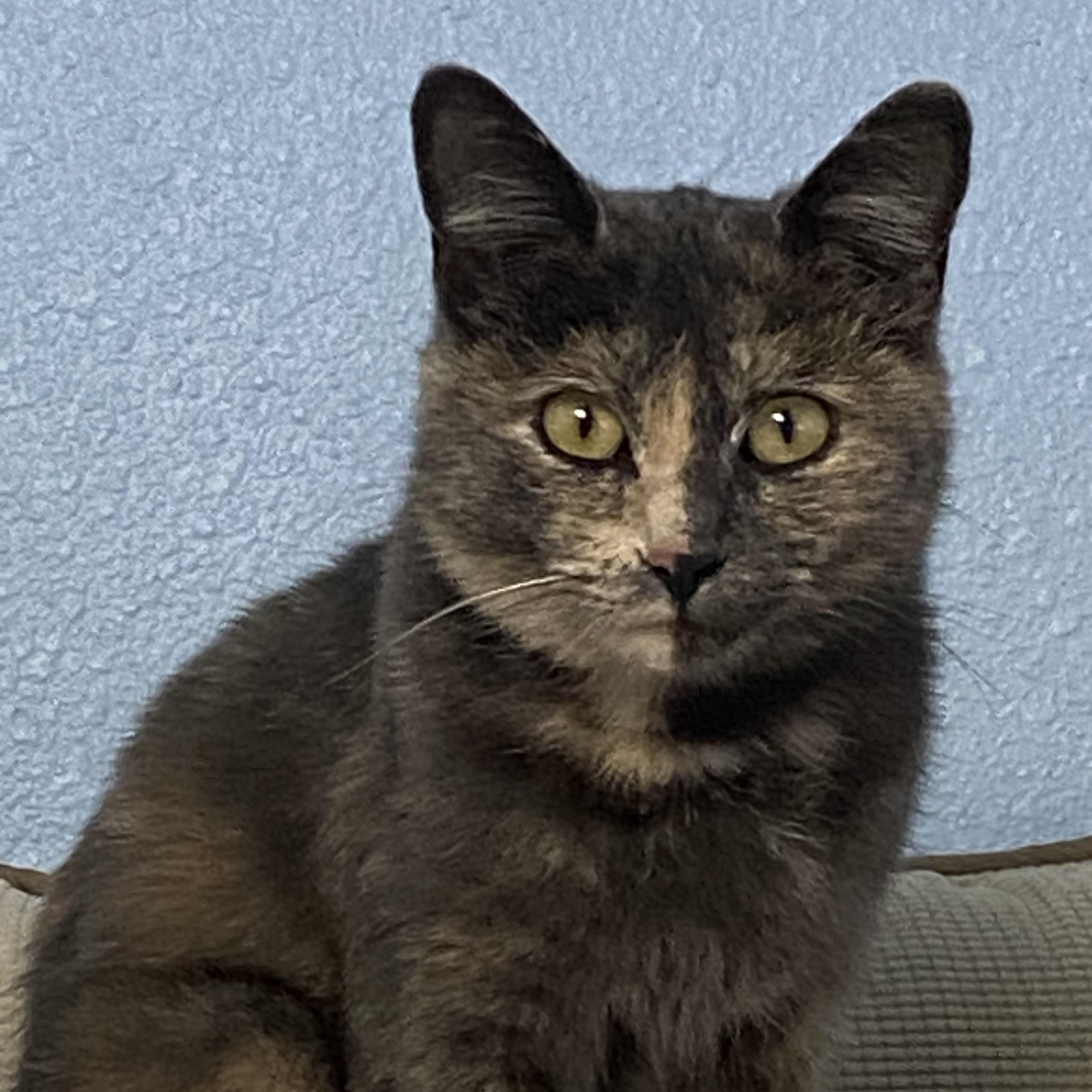 Dusty, a Adoptable Calico in Choteau, MT image 2/2