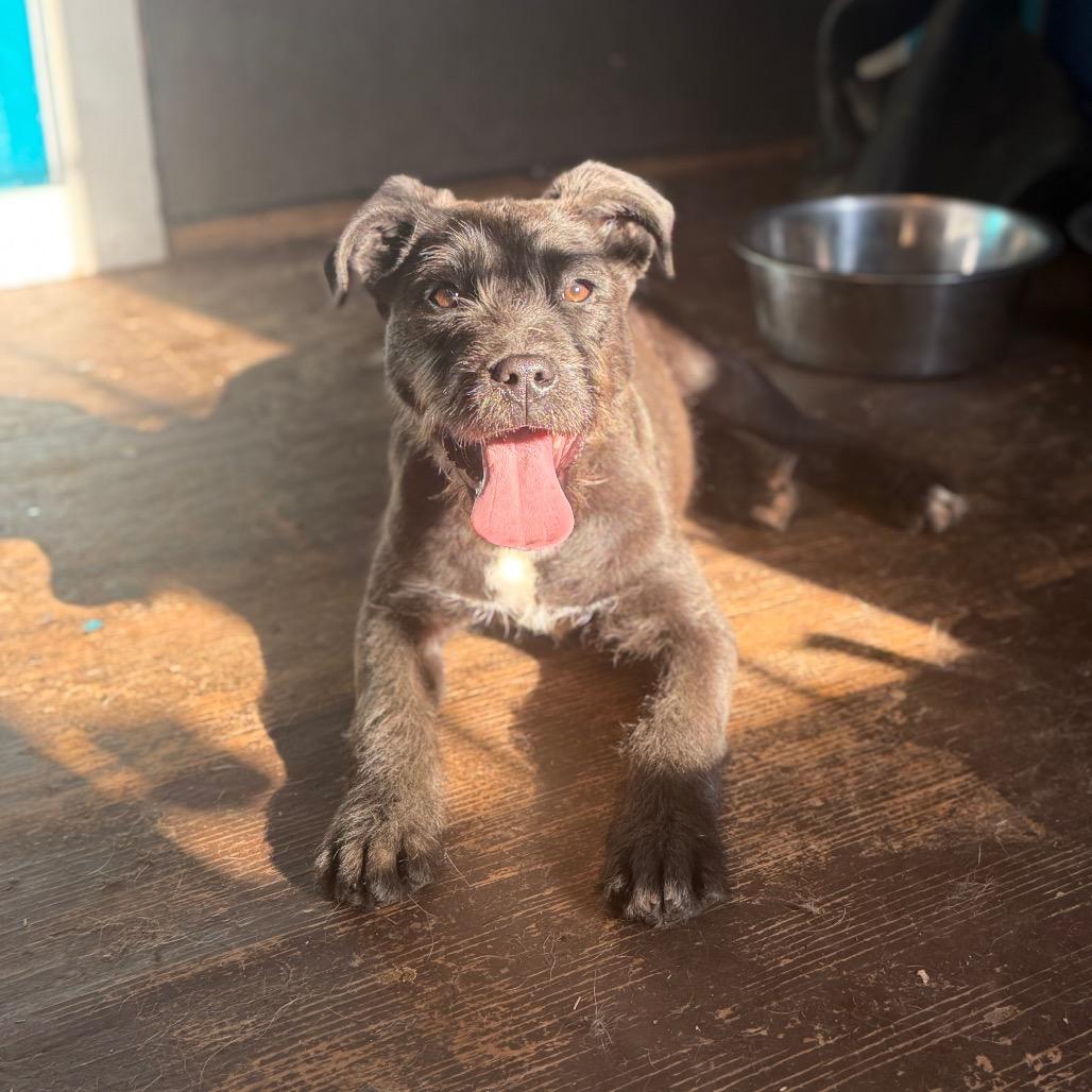 Cooler, Adoptable, Young Male Terrier & Mixed Breed.