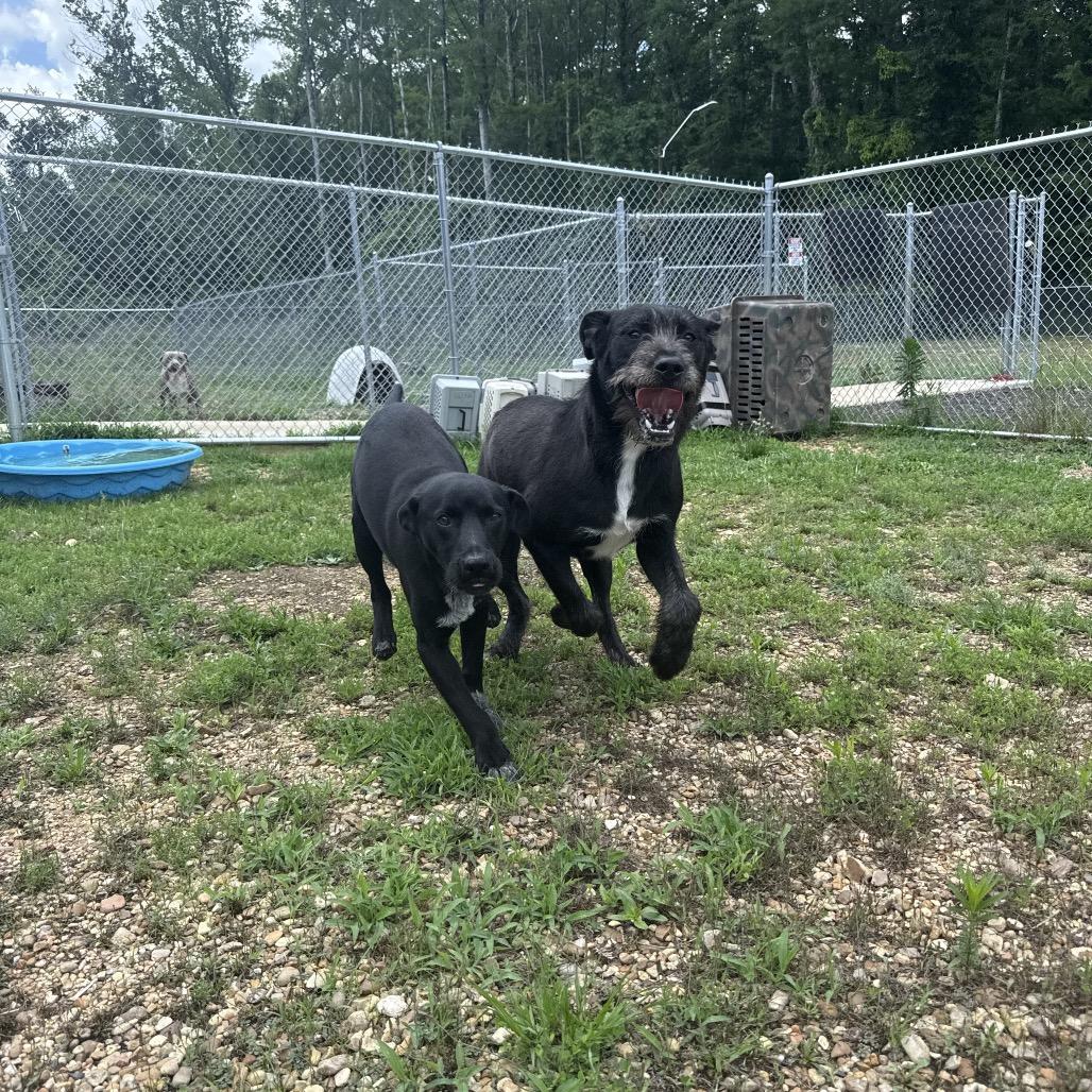 Enlarge Cooler, a Adoptable mixed breed in Jersey City, NJ image 2/6