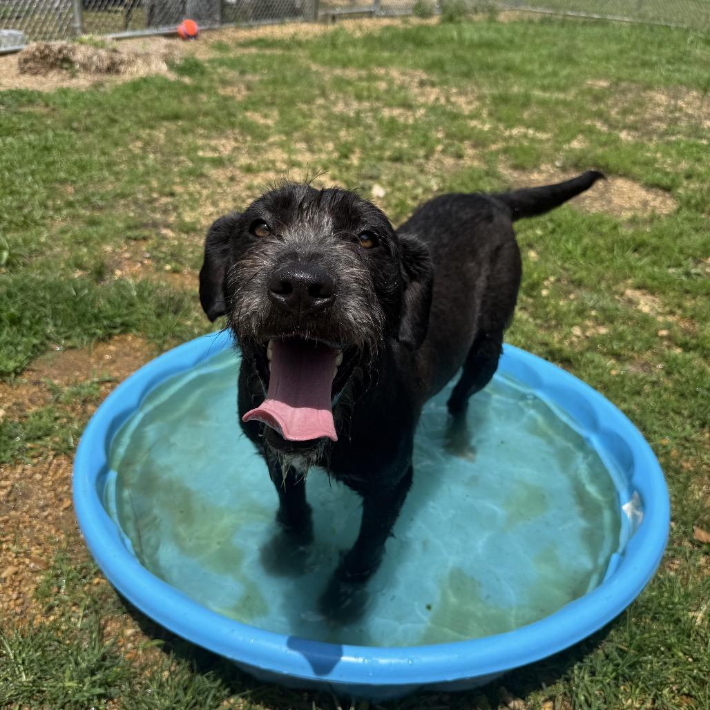Enlarge Cooler, a Adoptable mixed breed in Jersey City, NJ image 3/6