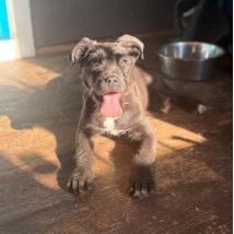 Enlarge Cooler, a Adoptable mixed breed in Jersey City, NJ image 5/6