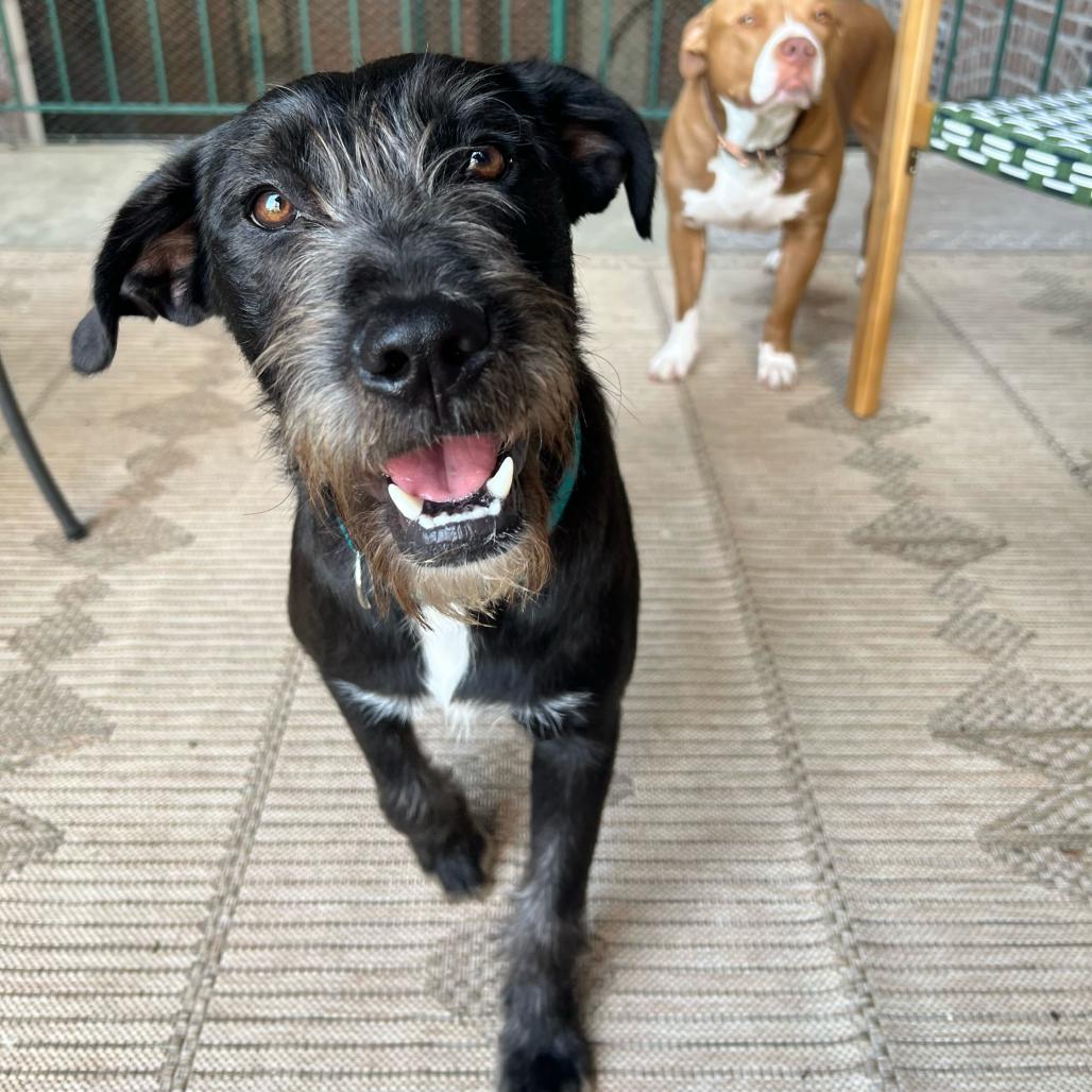 Enlarge Cooler, a Adoptable mixed breed in Jersey City, NJ image 6/6