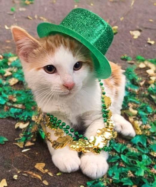 Crush, ADOPTABLE, Young Male Domestic Short Hair.