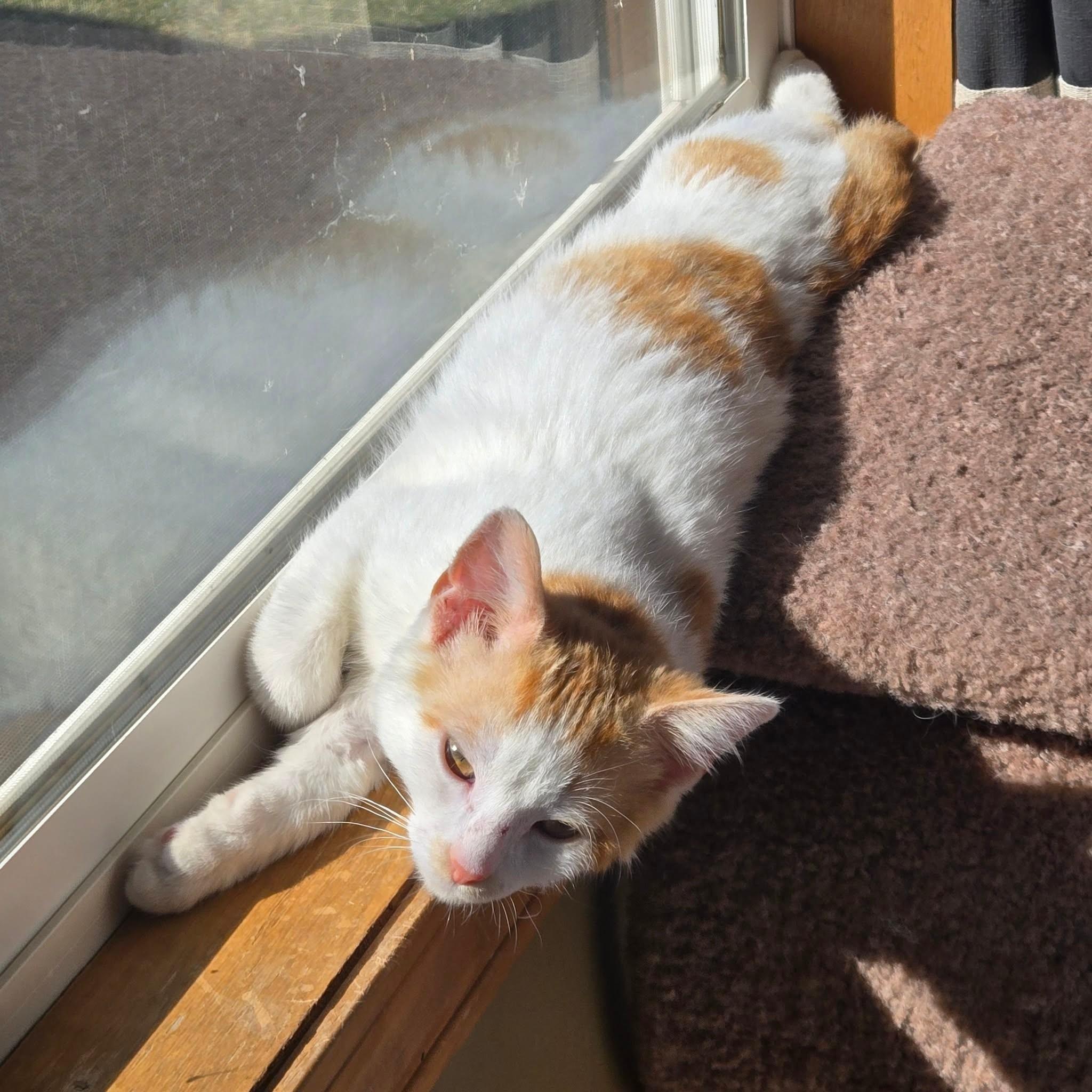 Enlarge Crush, an adopted Domestic Short Hair in Merrillville, IN image 2/6