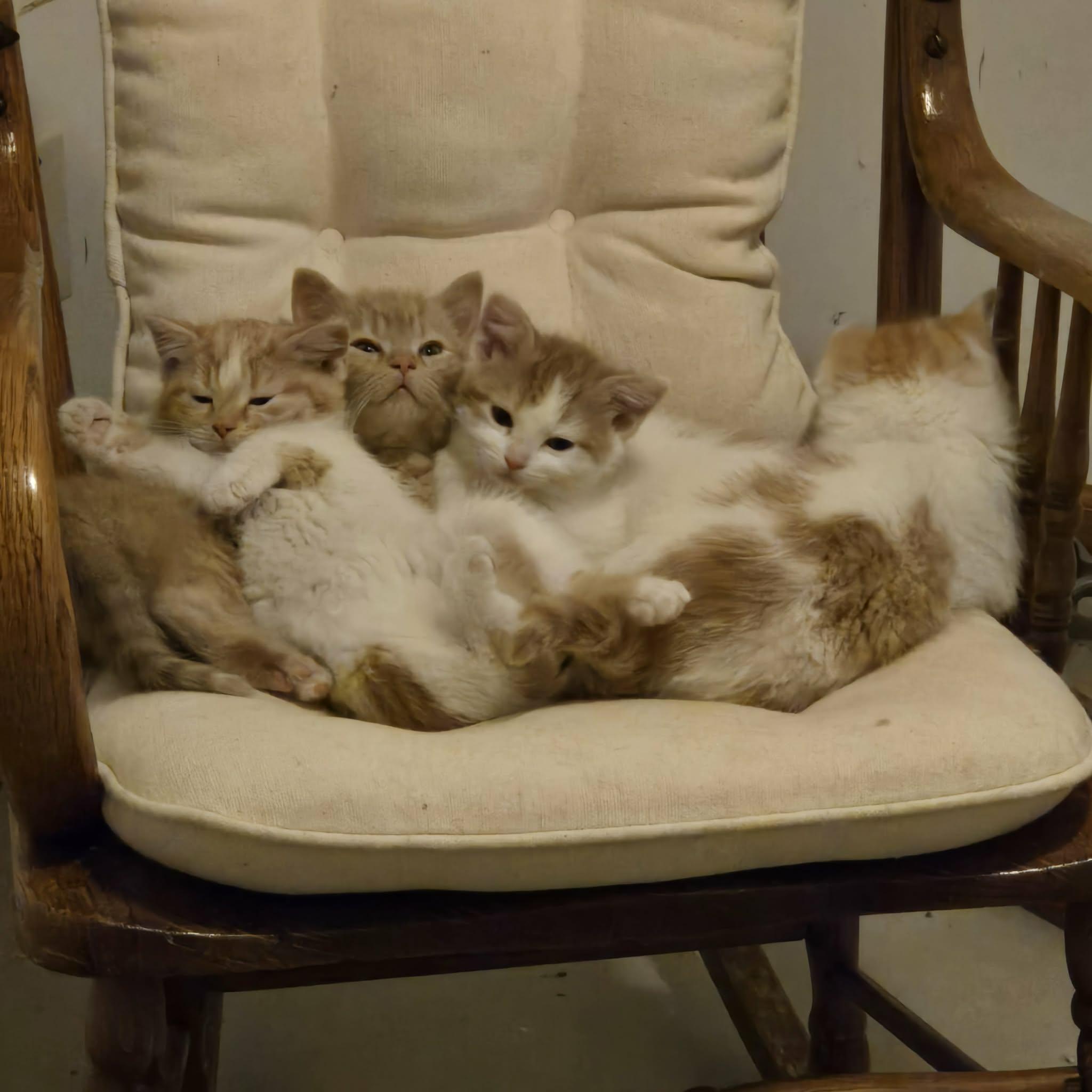 Enlarge Crush, a ADOPTABLE Domestic Short Hair in Merrillville, IN image 3/4