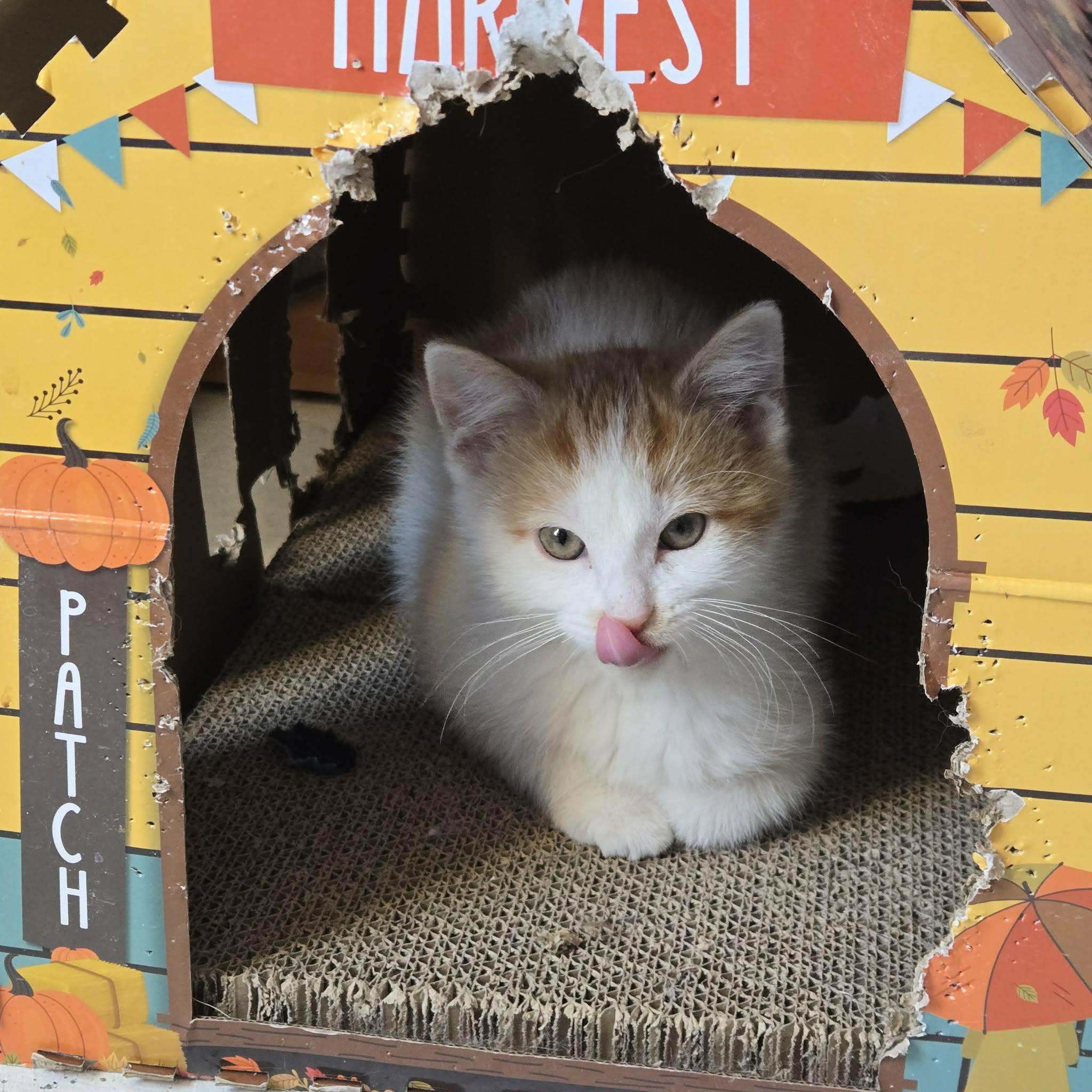 Enlarge Crush, a ADOPTABLE Domestic Short Hair in Merrillville, IN image 1/4