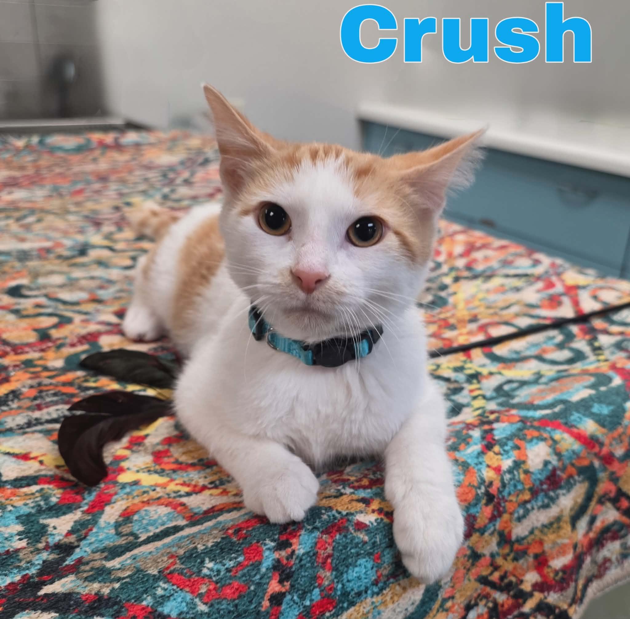 Enlarge Crush, an adopted Domestic Short Hair in Merrillville, IN image 1/6