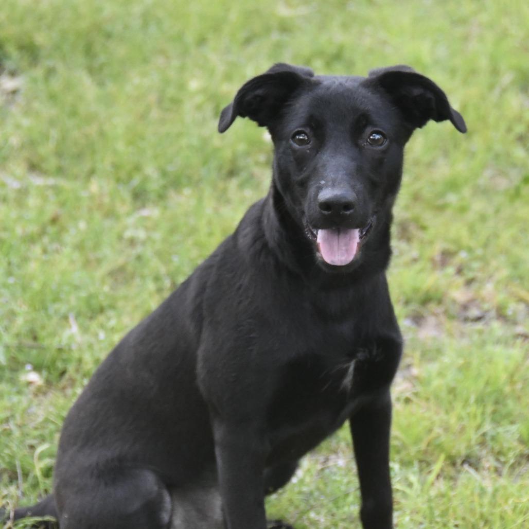 Enlarge Sherry, a Adoptable mixed breed in Natchez, MS image 1/5