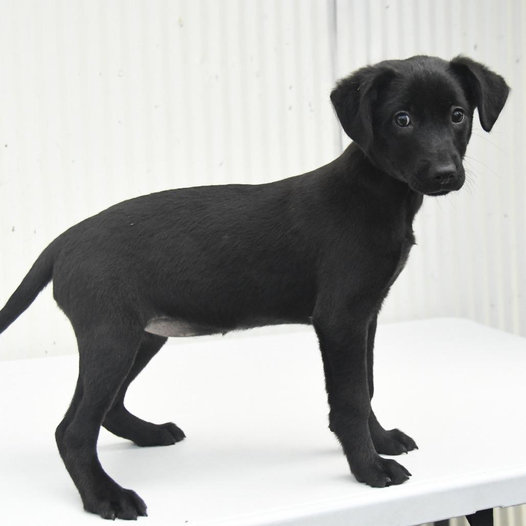 Enlarge Sherry, a Adoptable mixed breed in Natchez, MS image 2/5