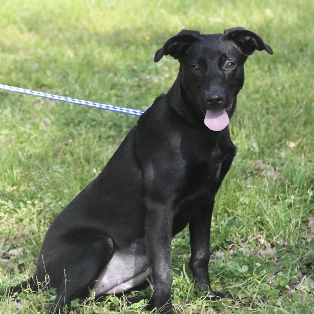 Enlarge Sherry, a Adoptable mixed breed in Natchez, MS image 3/5