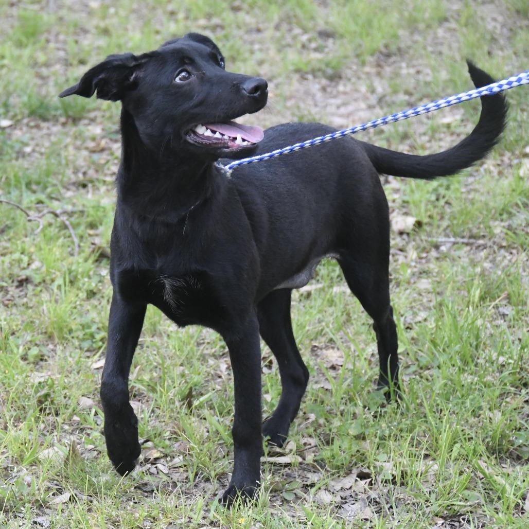Enlarge Sherry, a Adoptable mixed breed in Natchez, MS image 4/5