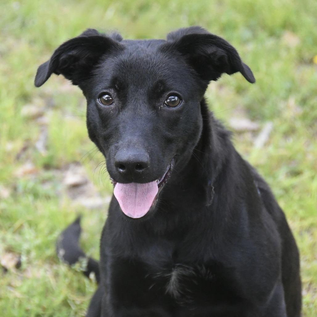 Enlarge Sherry, a Adoptable mixed breed in Natchez, MS image 5/5