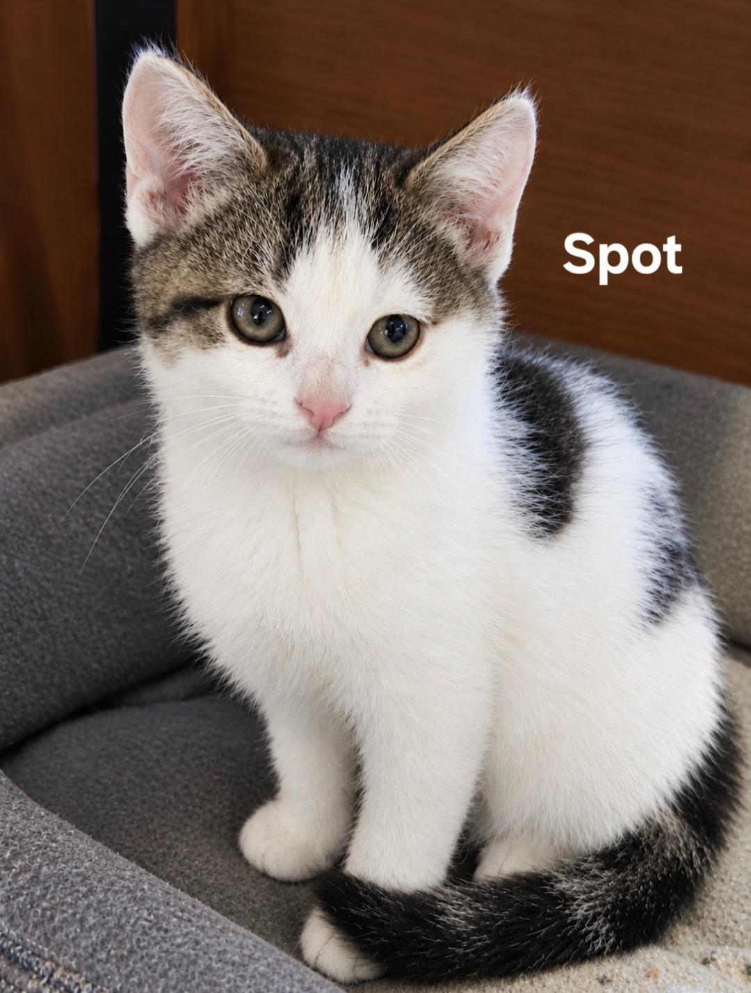 Enlarge Spot, a Adoptable Domestic Short Hair in Chicopee, MA image 1/1