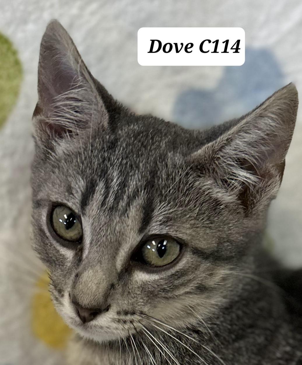 Enlarge Dove C114, a Adoptable Domestic Short Hair in Morganton, NC image 1/1