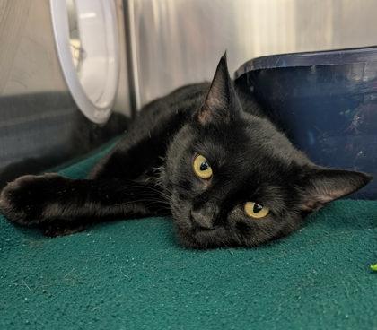 Enlarge Trisha Paytas, an adopted mixed breed in Appleton, WI image 2/3