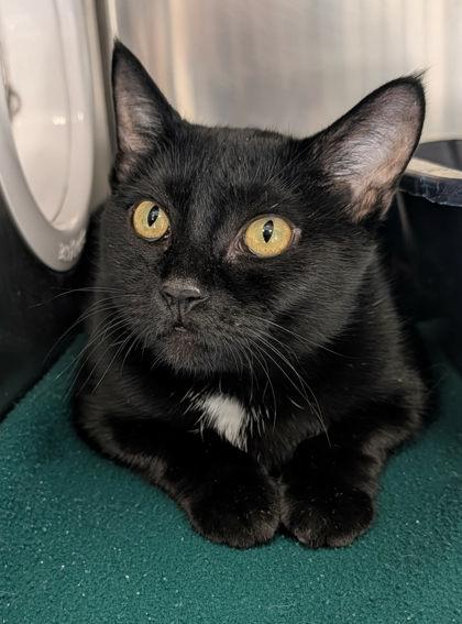 Trisha Paytas, adopted, Adult Female Domestic Short Hair.