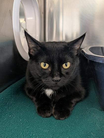 Enlarge Trisha Paytas, an adopted mixed breed in Appleton, WI image 3/3