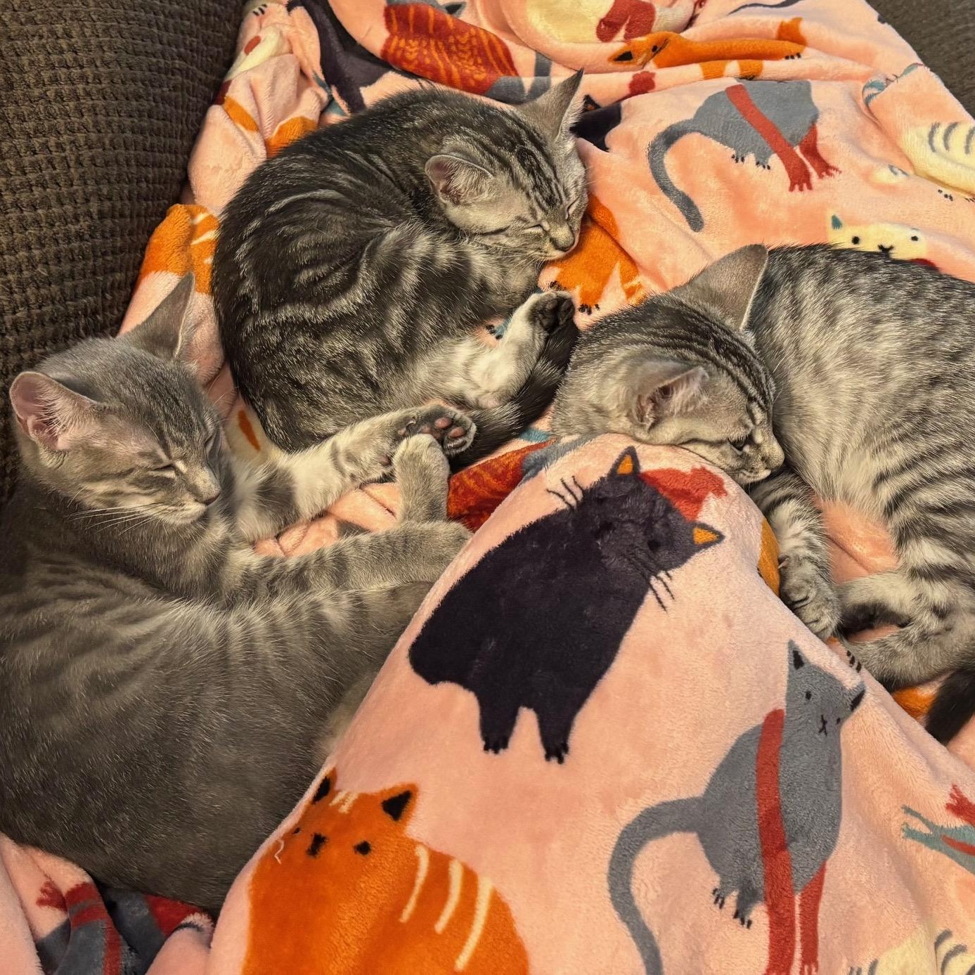 Rocket, Hailey, and Alice