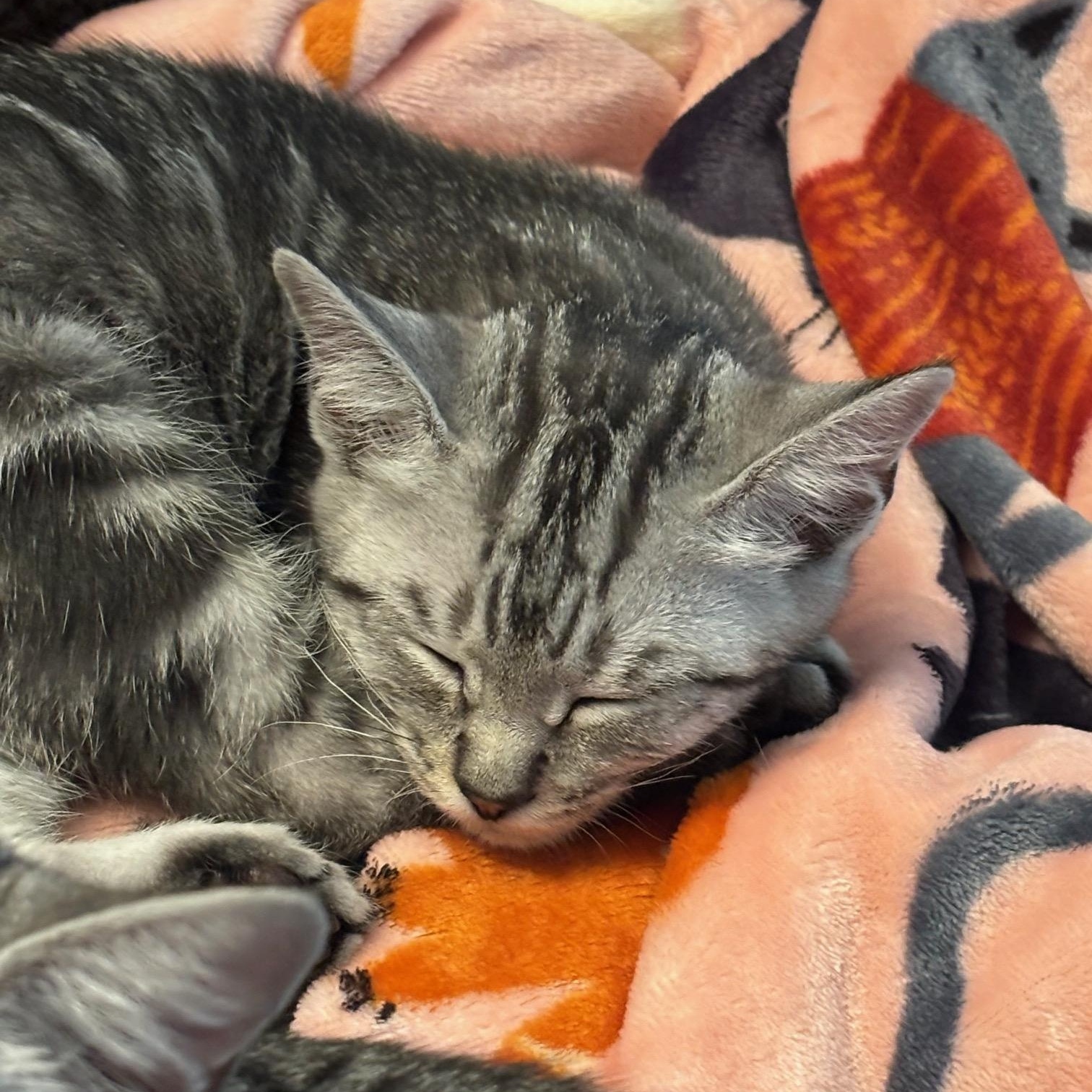 Rocket, Hailey, and Alice, a Adoptable Domestic Short Hair in Norfolk, VA image 3/6