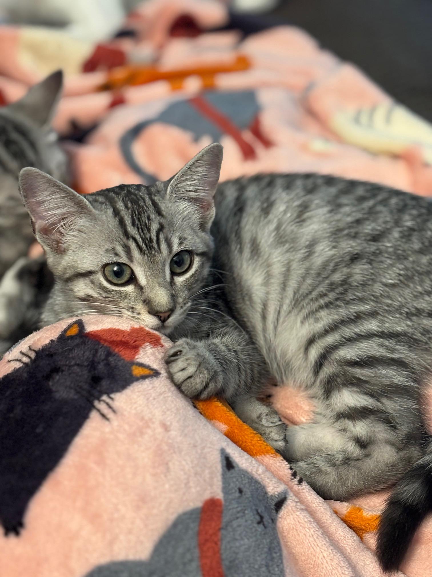Rocket, Hailey, and Alice, a Adoptable Domestic Short Hair in Norfolk, VA image 4/6
