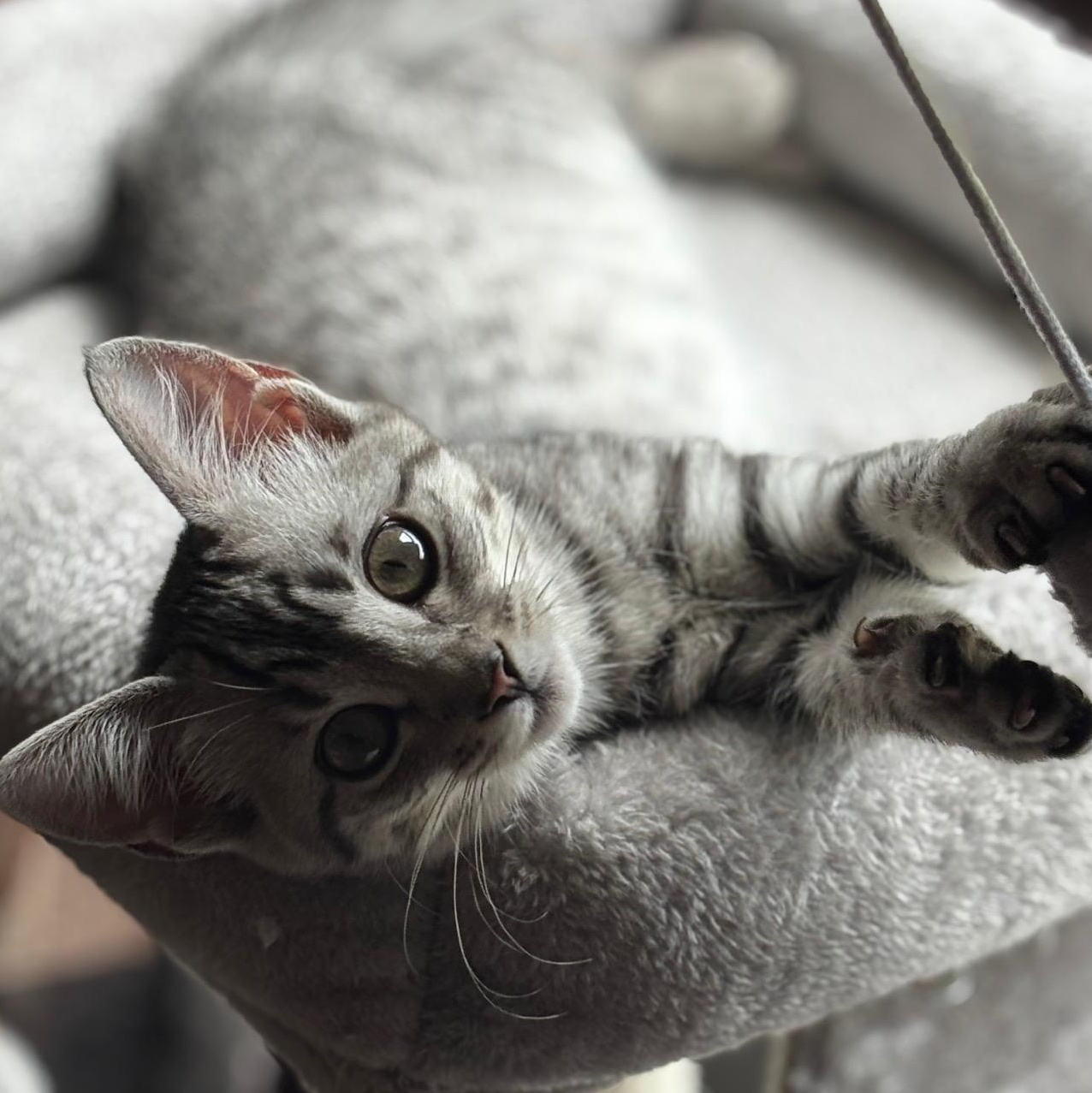 Rocket, Hailey, and Alice, a Adoptable Domestic Short Hair in Norfolk, VA image 5/6