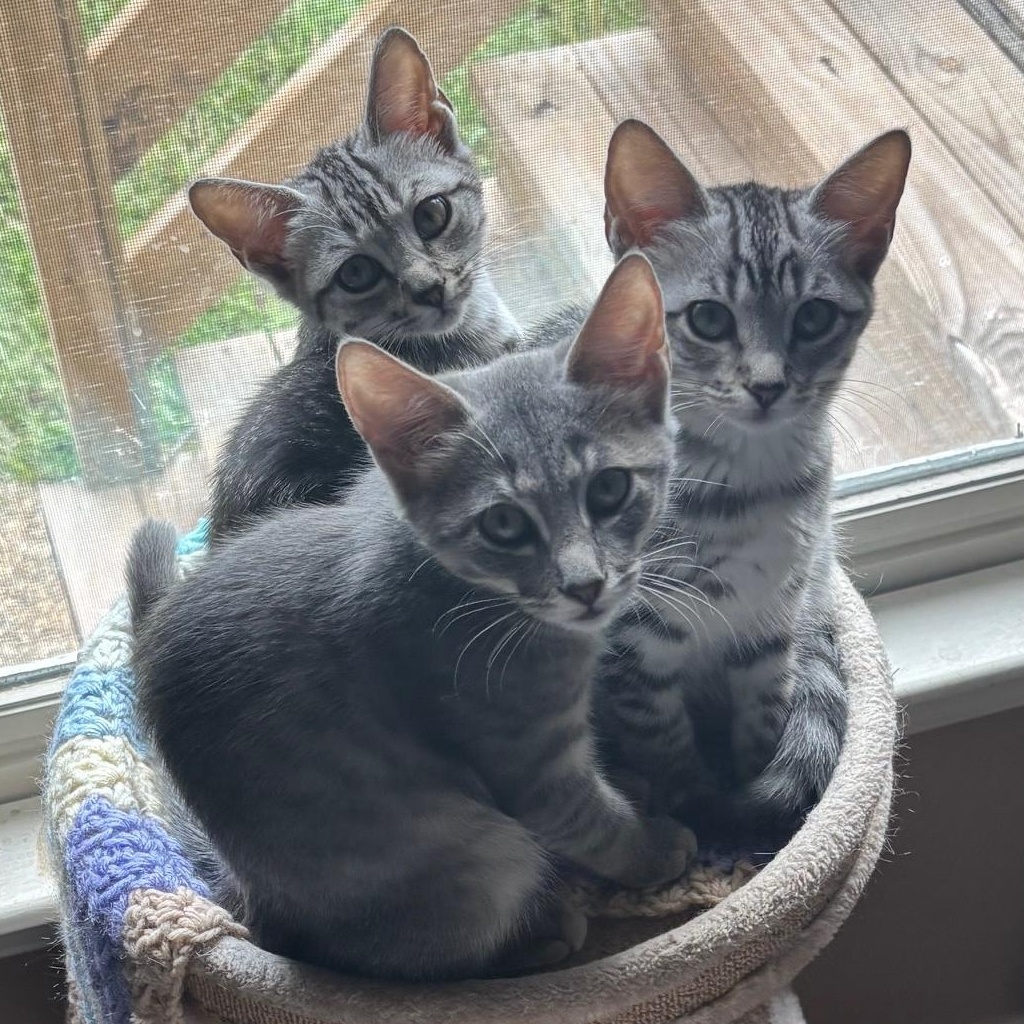 Rocket, Hailey, and Alice, Adoptable, Young Female Domestic Short Hair.