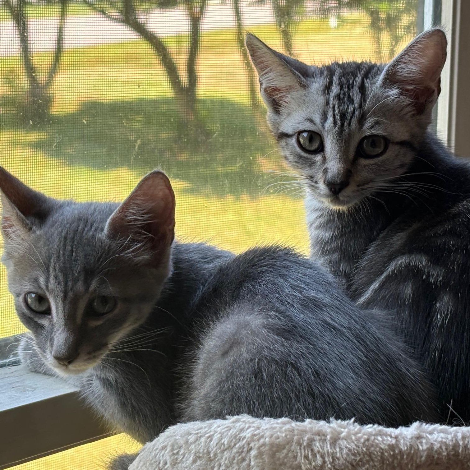 Rocket, Hailey, and Alice, a Adoptable Domestic Short Hair in Norfolk, VA image 6/6