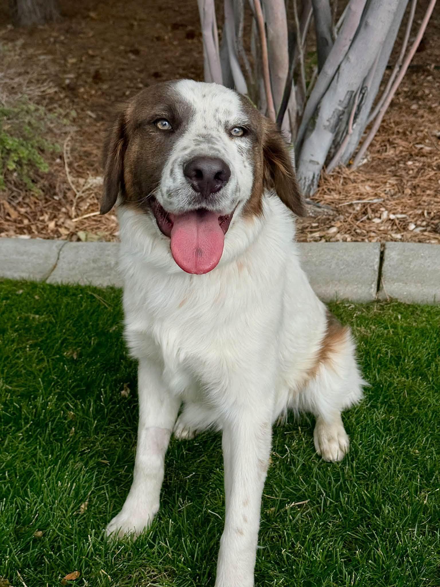 Miquel, Adoptable, Young Male Australian Cattle Dog / Blue Heeler.