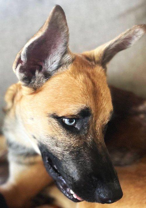 Journey, a Adoptable mixed breed in Winter Springs, FL image 5/6