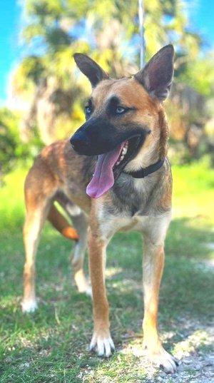 Journey, a Adoptable mixed breed in Winter Springs, FL image 6/6