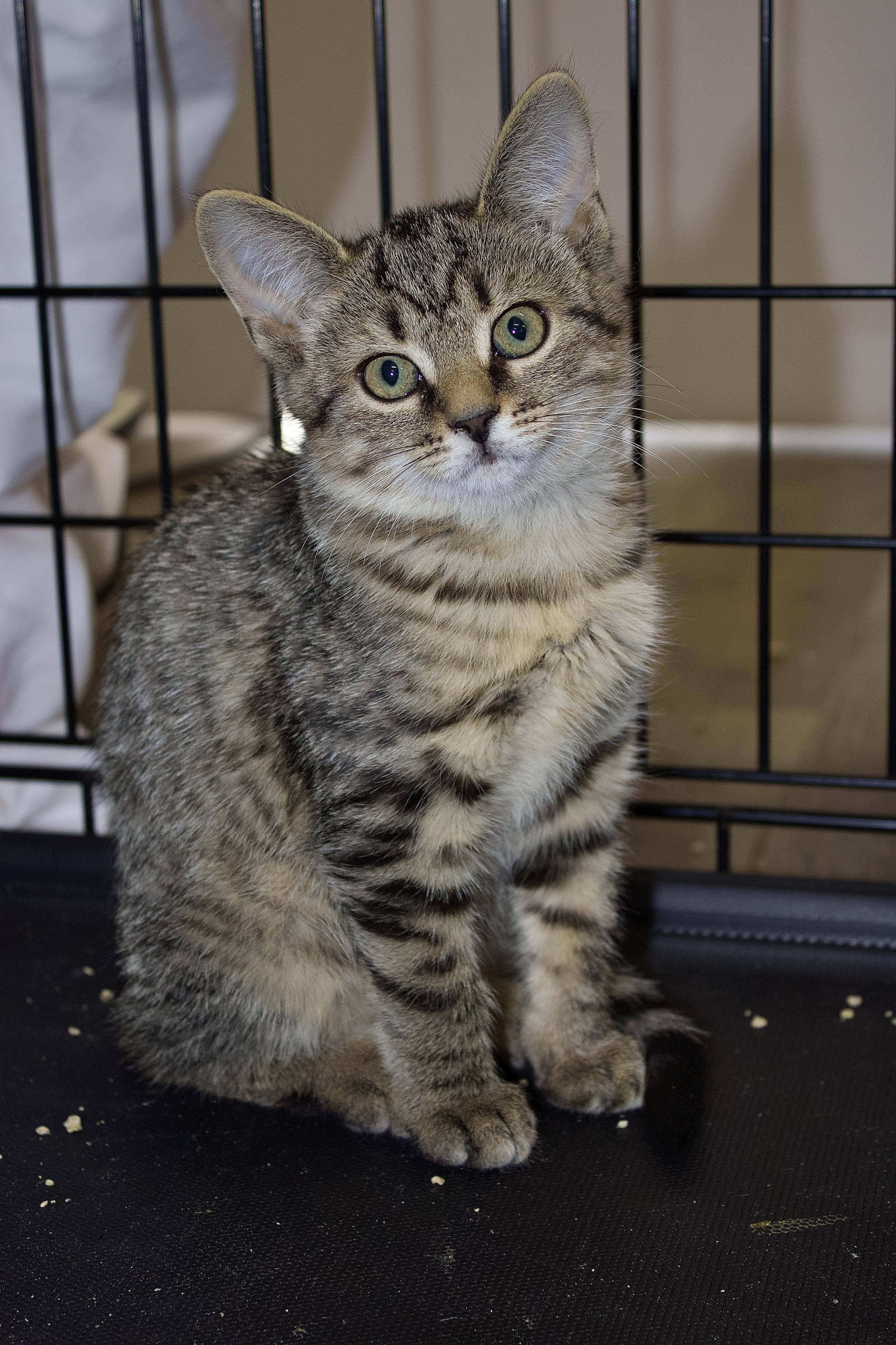 Molly, a Adoptable Tabby in Pleasantville, NJ image 1/3