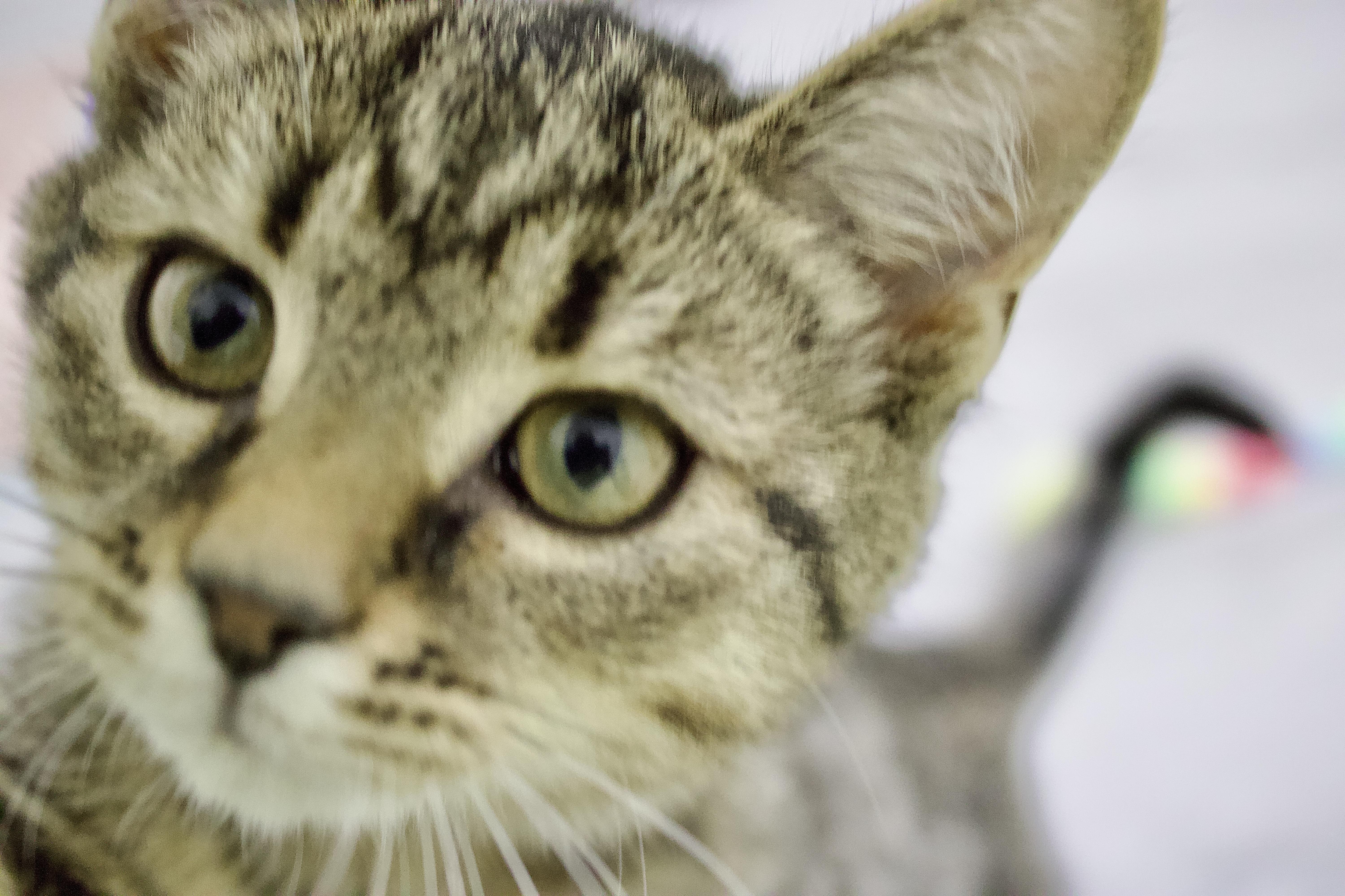 Molly, a Adoptable Tabby in Pleasantville, NJ image 2/3