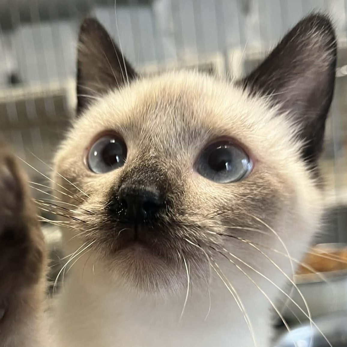 Enlarge Farrah, an adopted mixed breed in Robinson, IL image 1/2