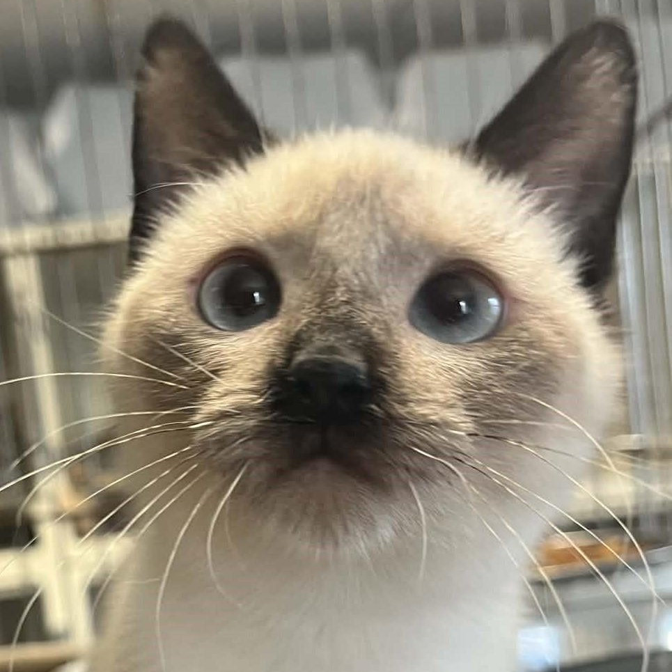 Enlarge Farrah, an adopted mixed breed in Robinson, IL image 2/2