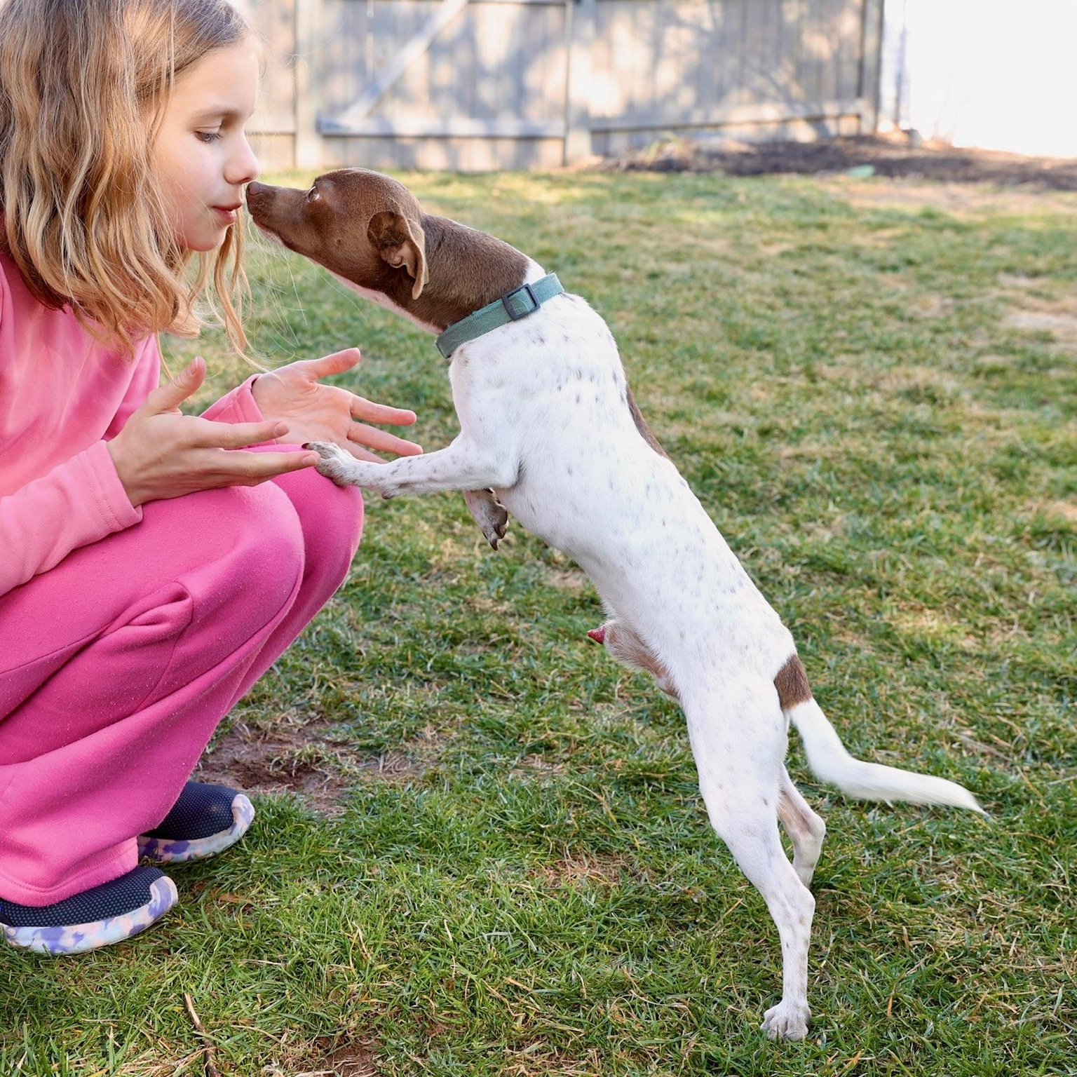 Enlarge Rocco, a Adoptable mixed breed in Lovettsville, VA image 1/6