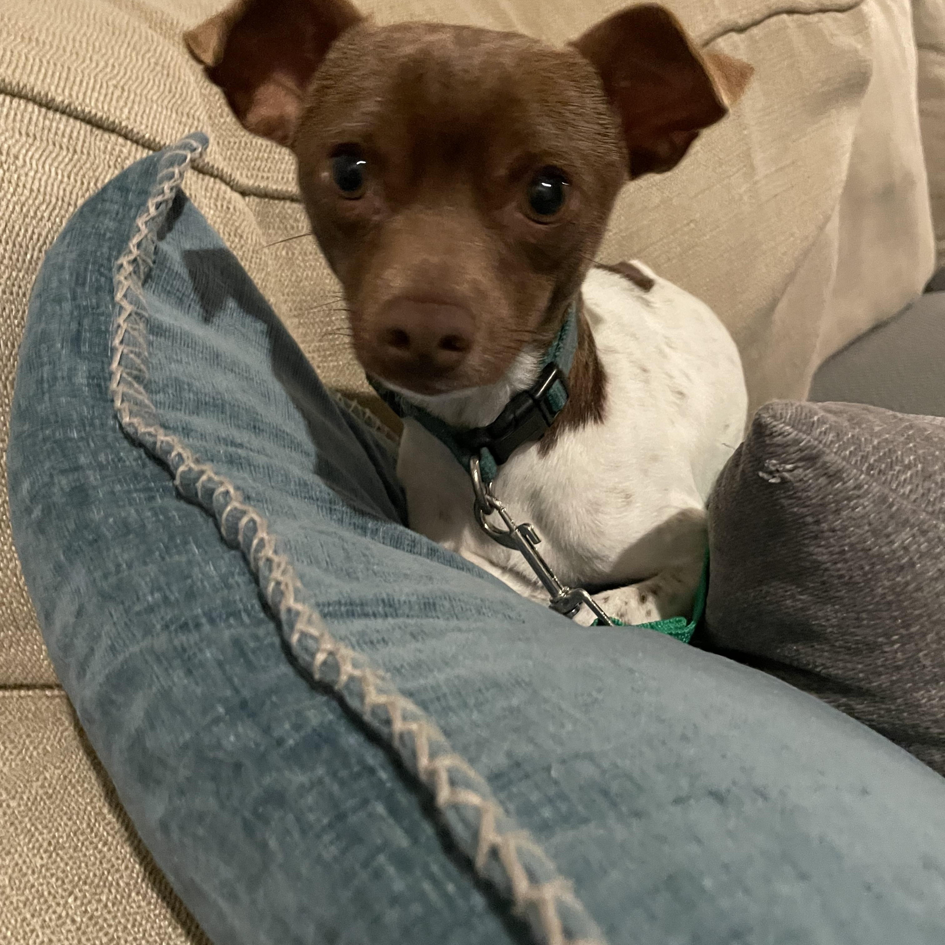 Enlarge Rocco, a Adoptable mixed breed in Lovettsville, VA image 6/6