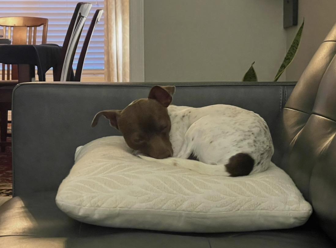 Enlarge Rocco, a Adoptable mixed breed in Lovettsville, VA image 5/6