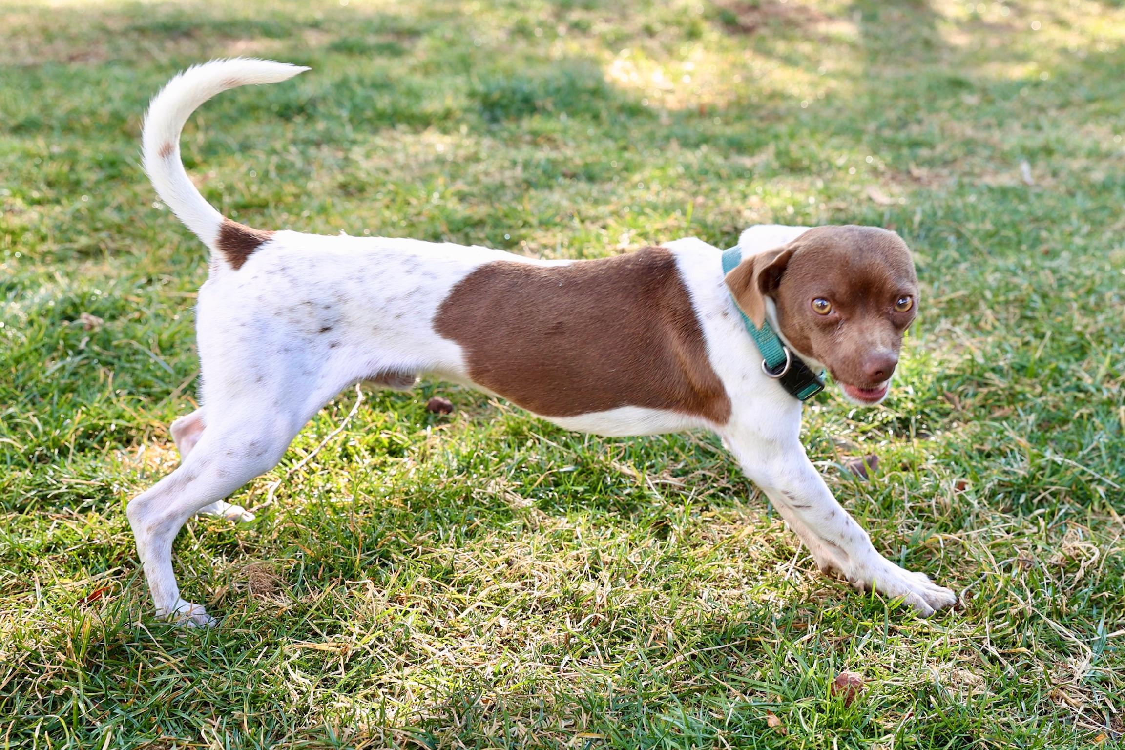 Enlarge Rocco, a Adoptable mixed breed in Lovettsville, VA image 3/6