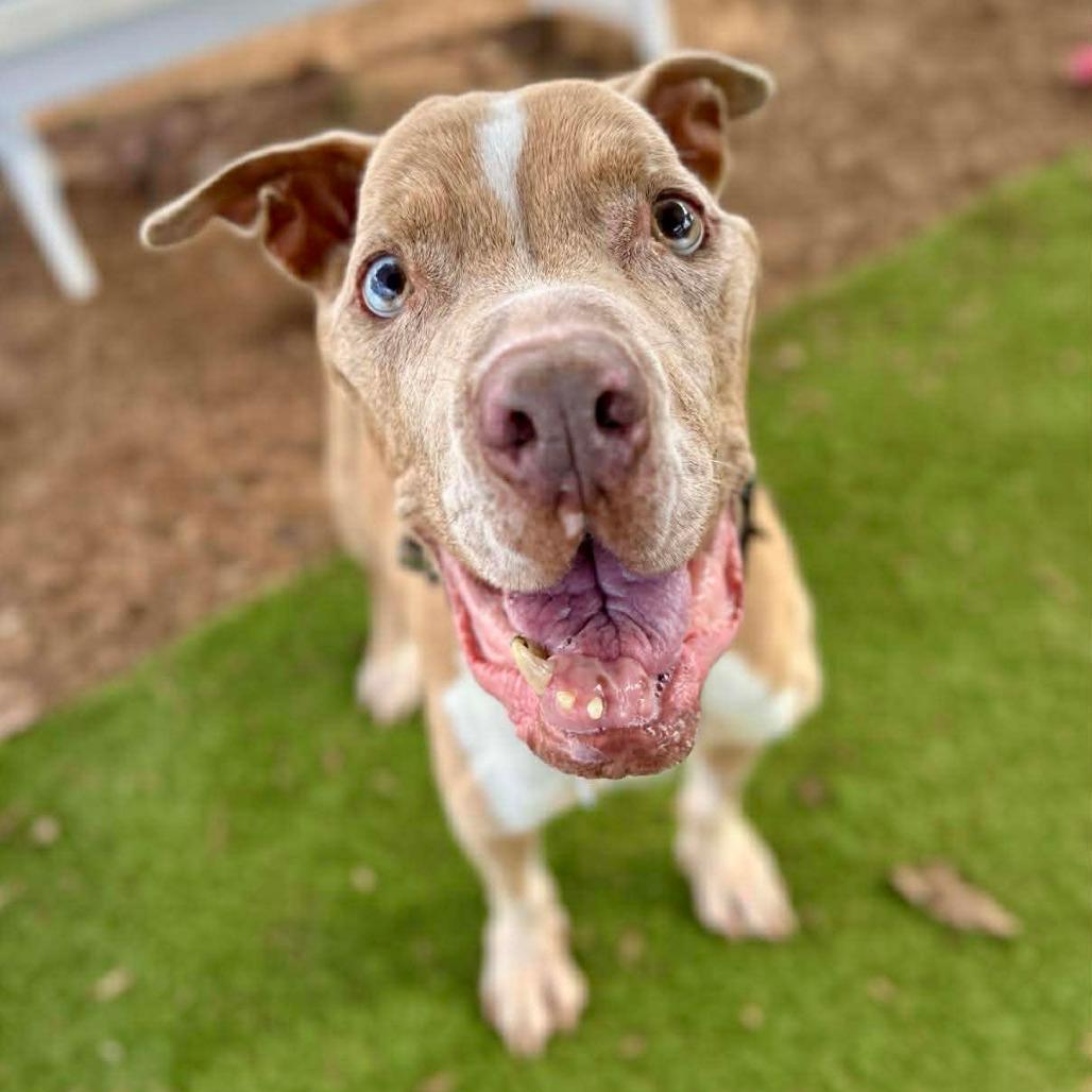 Golly — thumbnail 3