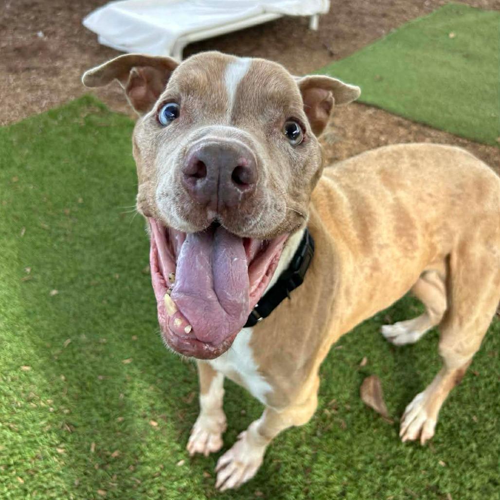 Golly — thumbnail 5