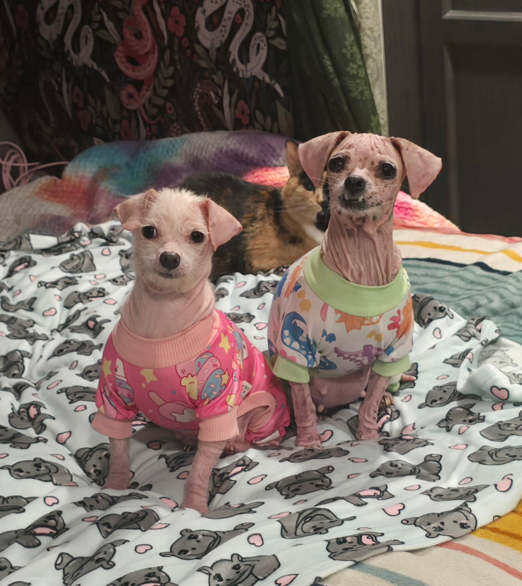 MILLIE & TEENY -Bonded Pair!! — thumbnail 4