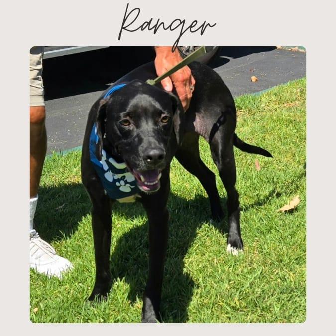 Enlarge RANGER, a Adoptable mixed breed in San Juan Capistrano, CA image 1/1