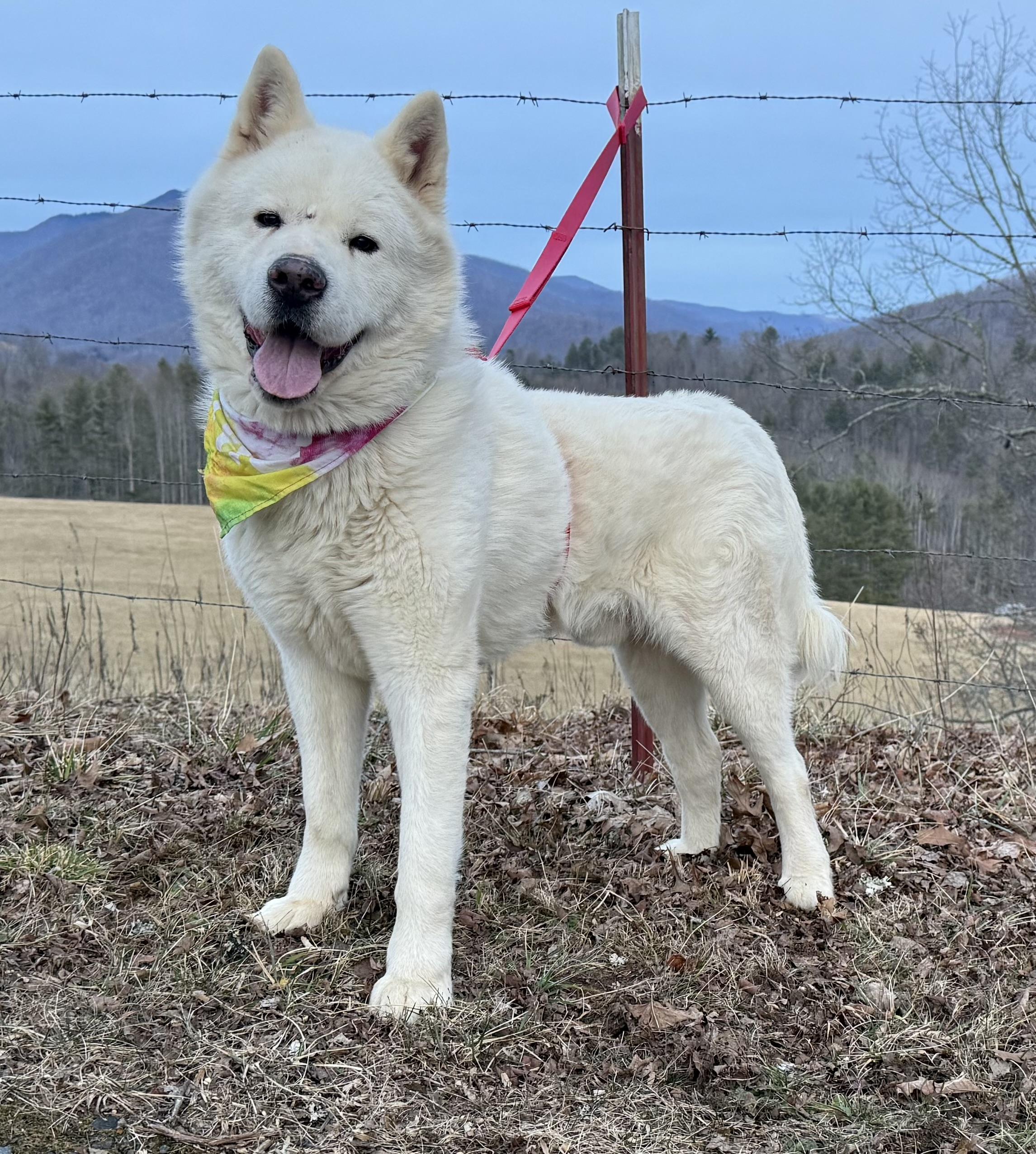 Enlarge Koji, an adopted Akita in Bakersville, NC image 4/6